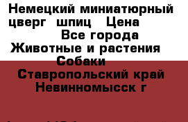 Немецкий миниатюрный(цверг) шпиц › Цена ­ 50 000 - Все города Животные и растения » Собаки   . Ставропольский край,Невинномысск г.